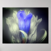 Blau-Linsenfarbe Schwarz-Weiß-Blume Poster (Vorne)
