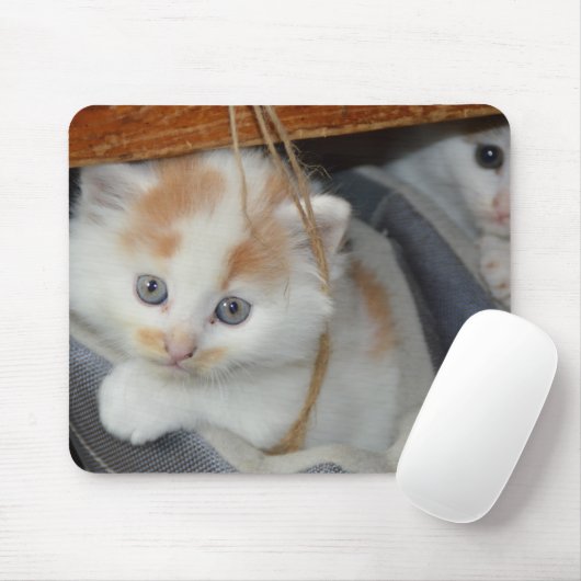 Blau Mit Augen, braun und weiß gepatchte Kitten im Mousepad (Mit Mouse)