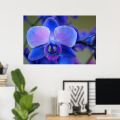 Blau-Pink-Orchid-Poster Poster (Heimbüro)