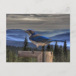 BLAU POSTKARTE