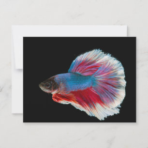 Blau, Rosa und Weißer Bettfisch Postkarte