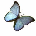 Blau-Schmetterling Weihnachtsverzierungs-Freiburgs Fotoskulptur Ornament<br><div class="desc">Weihnachtsverzierungen, Weihnachten verziert blauen Schmetterling Freiburgs Deutschland 45 Grad die MUSEUM Zazzle Geschenke, WeihnachtsFoto gestaltet die MUSEUM Zazzle Geschenke, die MUSEUM Zazzle Geschenke, Geschenke die MUSEUM Zazzle jGibney Entwurfs-Vorlagen, Hochzeiten, Einladungen, die Verlobungensgeschenke, am neuesten, am besten, am größten, fein, Schutzbrille, das facebook, kolossal, riesig, am beststen, Zuhause, Museum, jgibney, gibsphotoart,...</div>