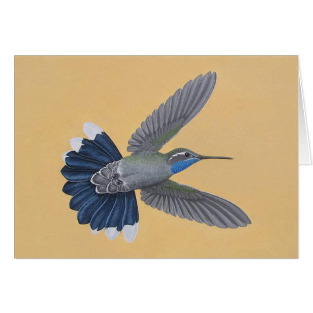 Blau-throated Kolibri (Vorderseite (Horizontal))