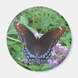 Blau- u. Brown-Schmetterling ~ Magnet