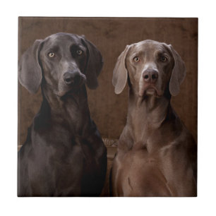 Blau u. Teyla das Weimaraners Fliese