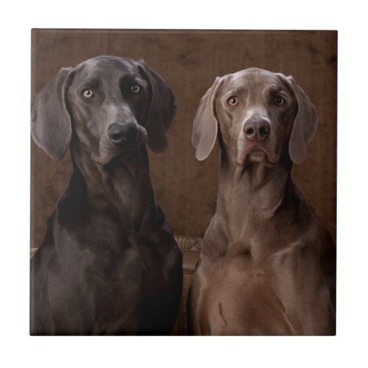 Blau u. Teyla das Weimaraners Fliese (Vorderseite)