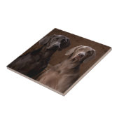 Blau u. Teyla das Weimaraners Fliese (Seite)