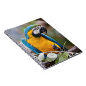 Blau- und Gelb-Macaw-Notebook Notizblock (Rechte Seite)