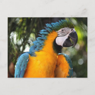 Blau und Gelb Postkarte