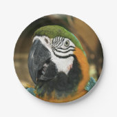 Blau und Gelb von Amazon Pappteller (Vorderseite)