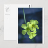 Blau- und Gelbblumen Postkarte (Vorne/Hinten)
