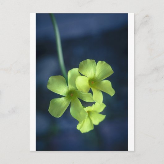 Blau- und Gelbblumen Postkarte (Vorderseite)
