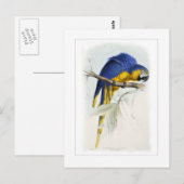 Blau- und Gelbmacaw Postkarte (Vorne/Hinten)