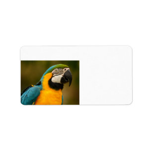 Blau und Goldmacaw Adressaufkleber