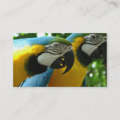 Blau und Goldmacaws-Visitenkarte Visitenkarte (Rückseite)