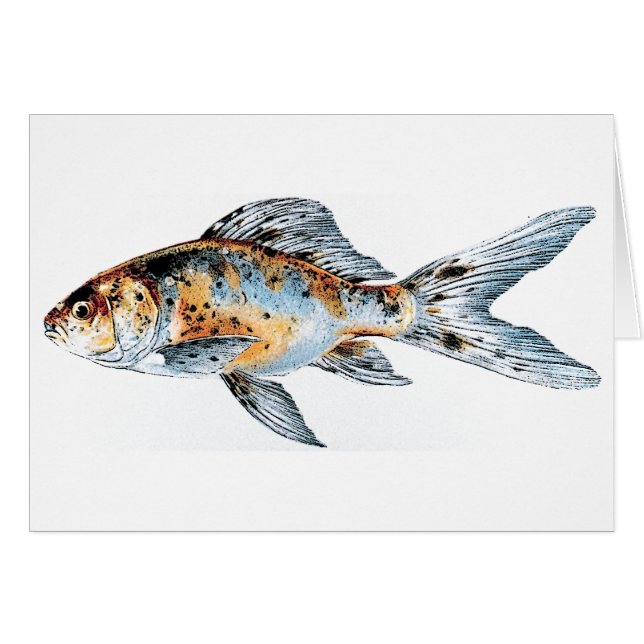 Blau und Orange Shubunkin Goldfish Fine Art (Vorderseite (Horizontal))