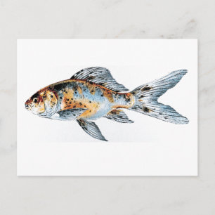 Blau und Orange Shubunkin Goldfish Fine Art Postkarte