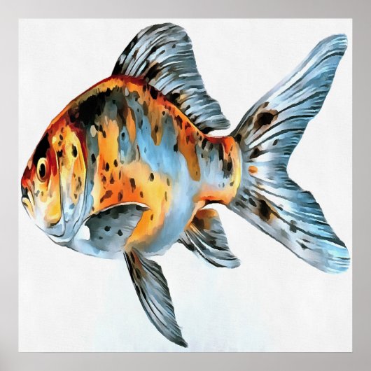 Blau und Orange Shubunkin Goldfish Poster (Vorne)