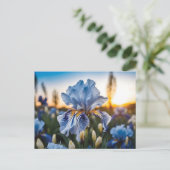 Blau und Weiß Iris während der goldenen Stunde Postkarte (Stehend Vorderseite)