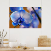 Blau und Weiß Orchid Poster (Küche)