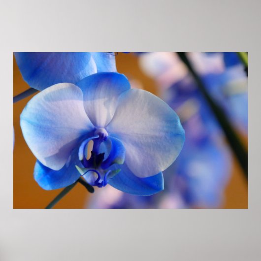 Blau und Weiß Orchid Poster (Vorne)