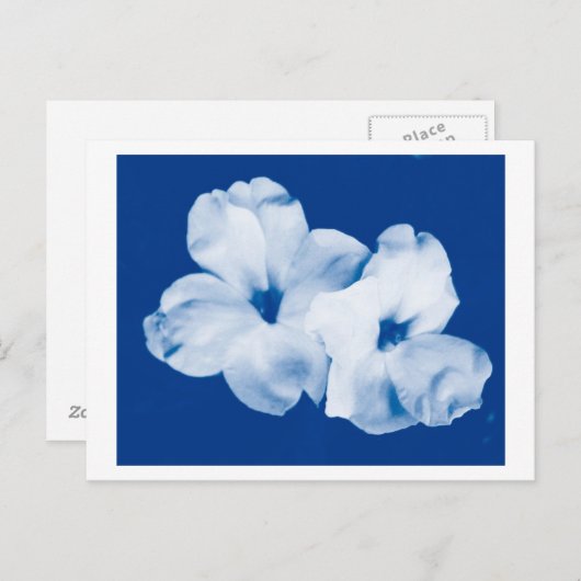 Blau und Weiß Postkarte (Vorne/Hinten)