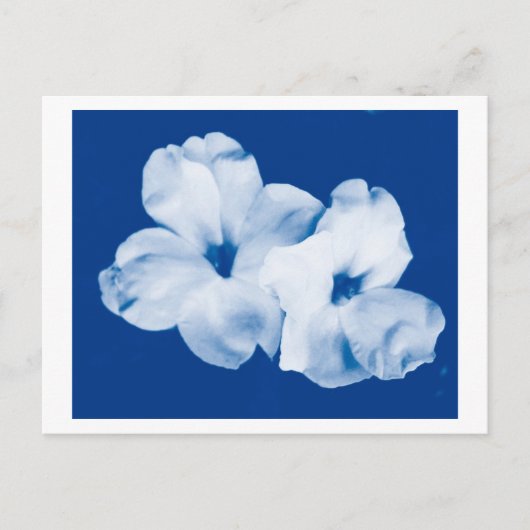 Blau und Weiß Postkarte (Vorderseite)