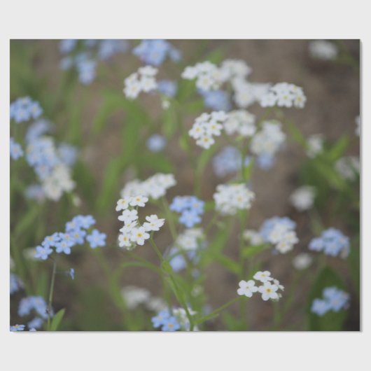 Blau-Weiß-Blüte Geschenkpapier (Flach)