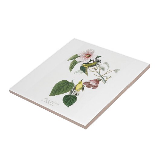 Blau-winged gelber Trällerer Audubon Vögel Amerika Fliese (Seite)