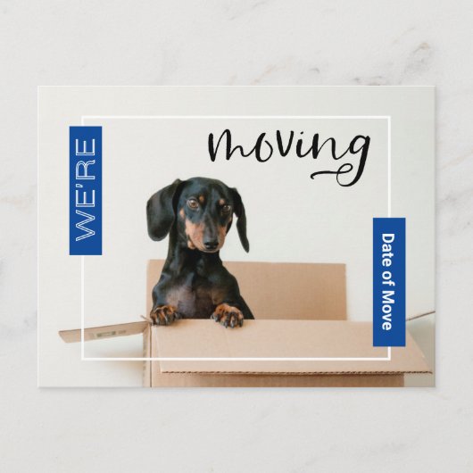 Blau Wir bewegen Dackel Hund in Box Postcard Postkarte (Vorderseite)