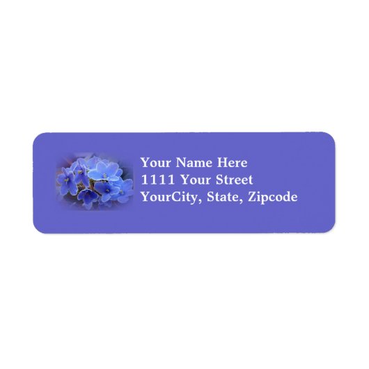 Blauafrikanische Violetten (Vorne)