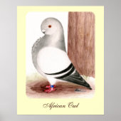 Blauafrikanischer Eukalyptus Poster (Vorne)