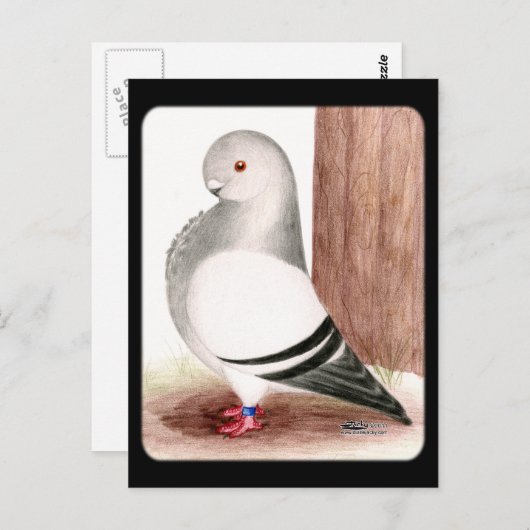 Blauafrikanischer Eukalyptus Postkarte (Vorne/Hinten)