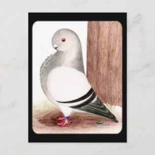 Blauafrikanischer Eukalyptus Postkarte