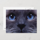 Blauäge Postkarte (Vorne/Hinten)