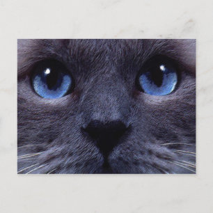 Blauäge Postkarte