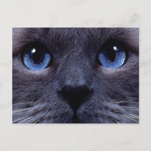 Blauäge Postkarte (Vorderseite)