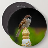 Blauammer Button (Vorne & Hinten)