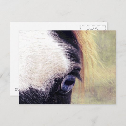 Blauauge Postkarte (Vorne/Hinten)