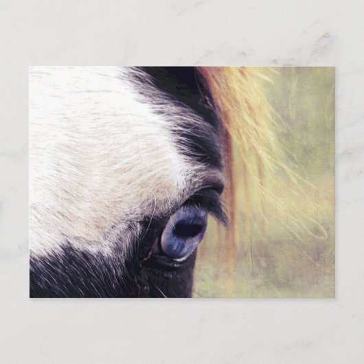 Blauauge Postkarte (Vorderseite)