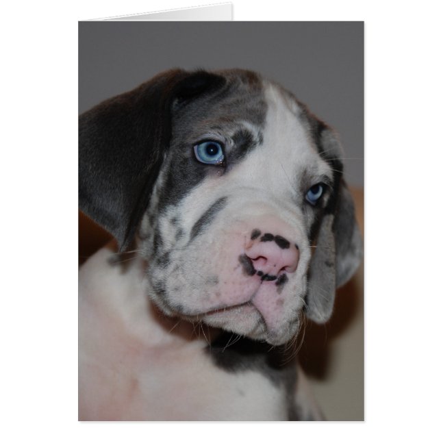 Blauäugiger Doggenwelpe (Vorne)