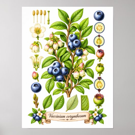 Blaubeer-Illustration im Vintage-Botanik-Stil Poster (Vorne)