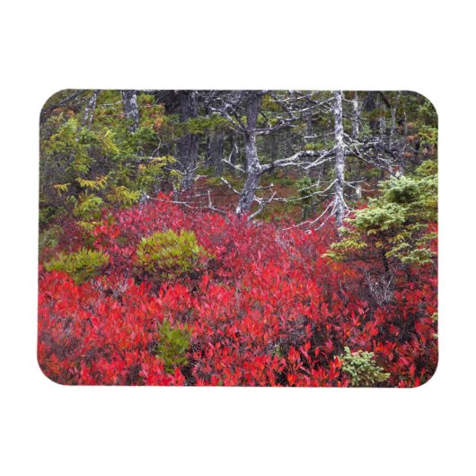 Blaubeerbüsche und -kiefern magnet (Horizontal)