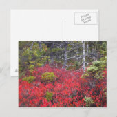 Blaubeerbüsche und -kiefern postkarte (Vorne/Hinten)
