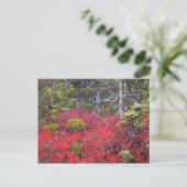 Blaubeerbüsche und -kiefern postkarte (Stehend Vorderseite)