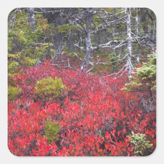 Blaubeerbüsche und -kiefern quadratischer aufkleber (Vorderseite)