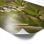 Blaubeere 585 fotodruck (Ecke)