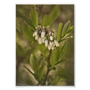 Blaubeere 585 fotodruck