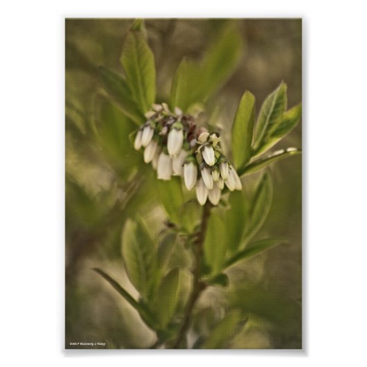 Blaubeere 585 fotodruck (Vorne)