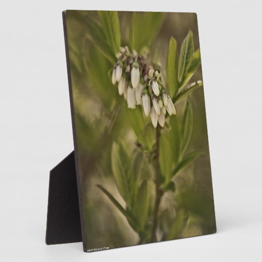 Blaubeere 585 fotoplatte (Seite)